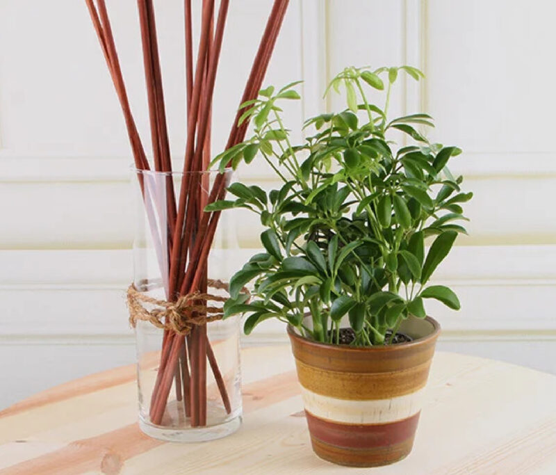 schefflera green fall house plant