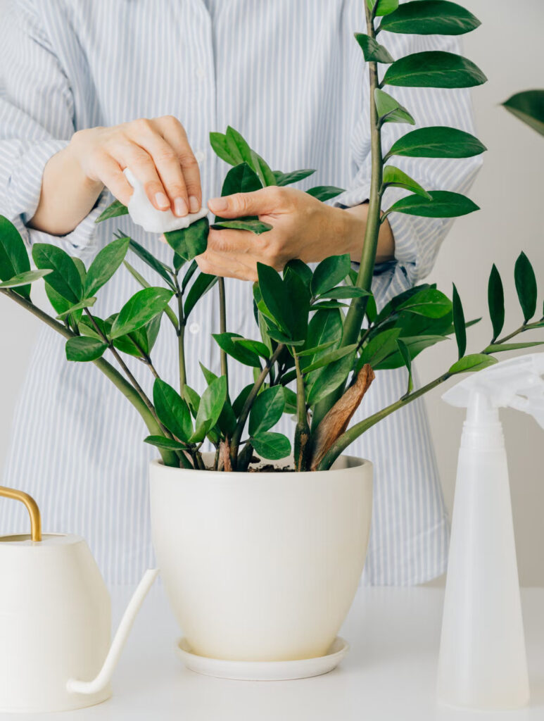 ZZ green house plant for fall