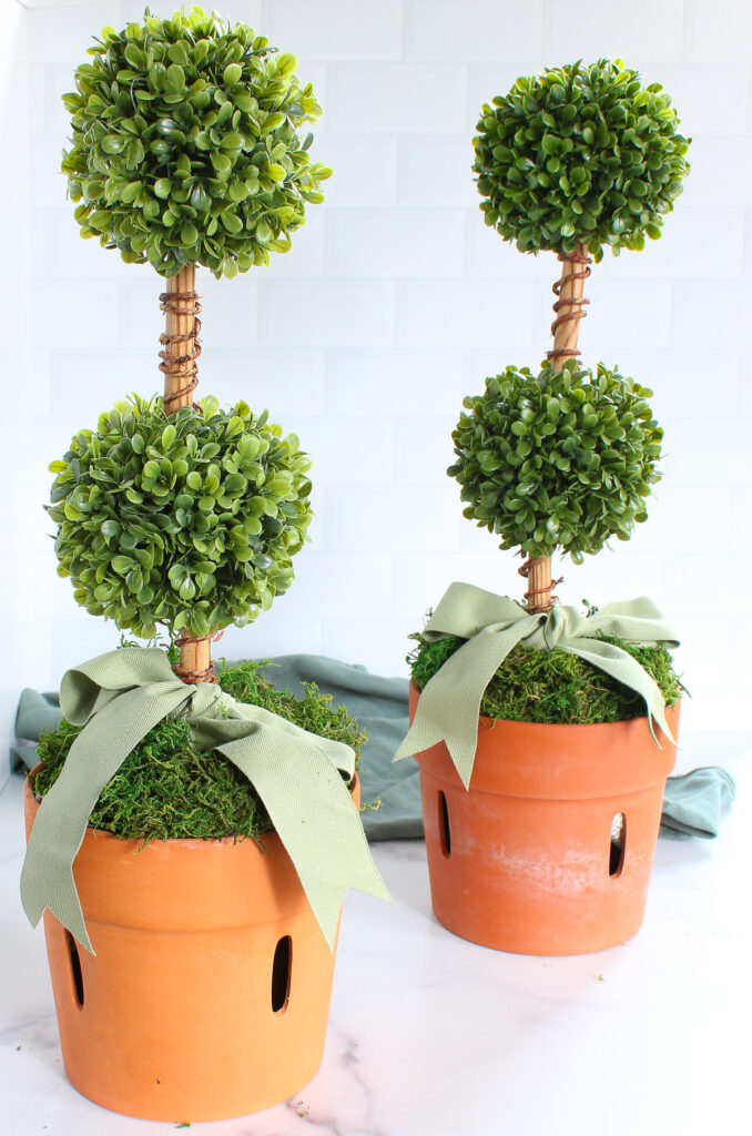 double boxwood topiary in terra cotta pots
