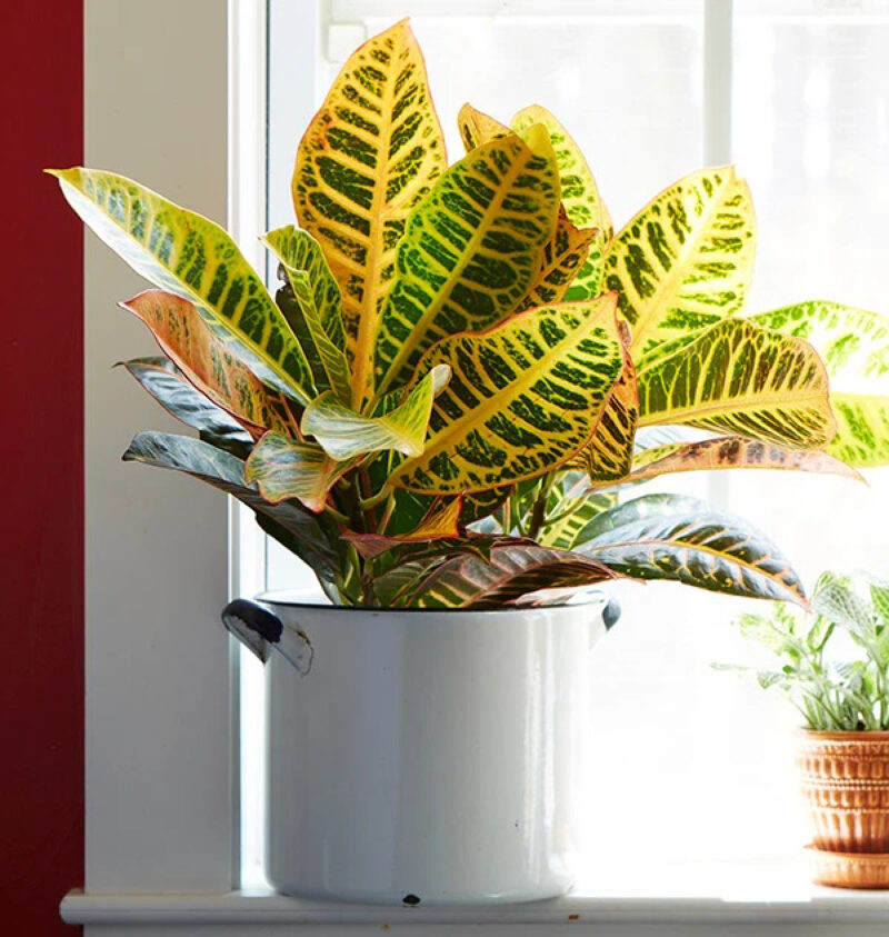 croton fall house plant