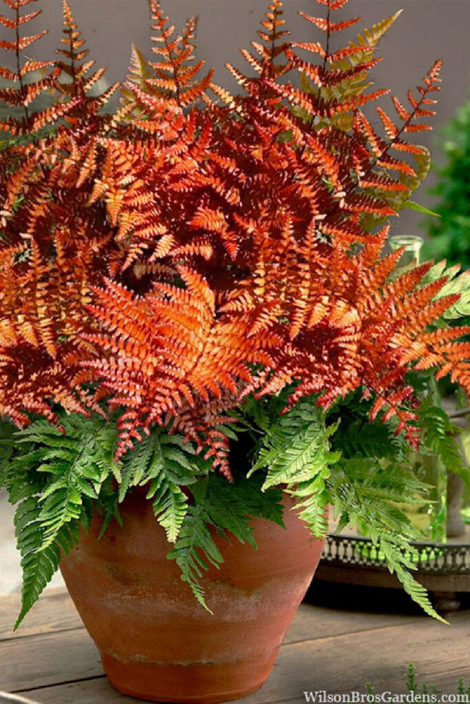 Autumn Brillance green fall house plant