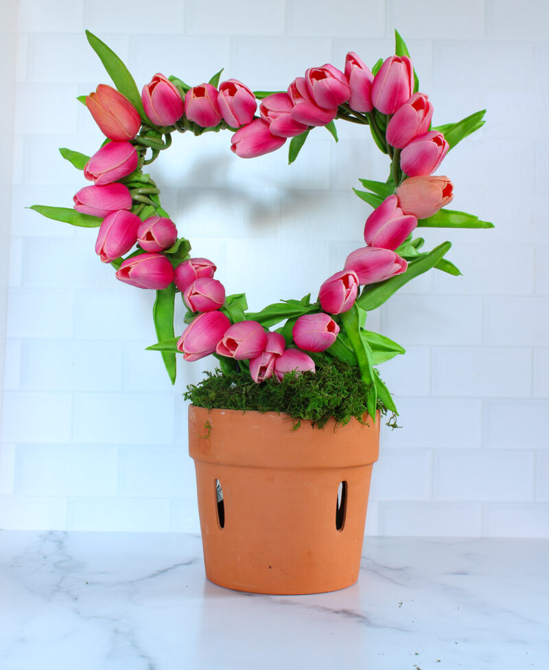 tulip topiary in terra cotta planter