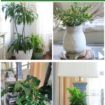 how to use indoor plants in home decor