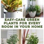 how to use indoor plants in home decor