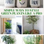 how to use green plants in home decor