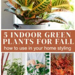 healthy for you green indoor plants