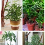 indoor plants for home styling