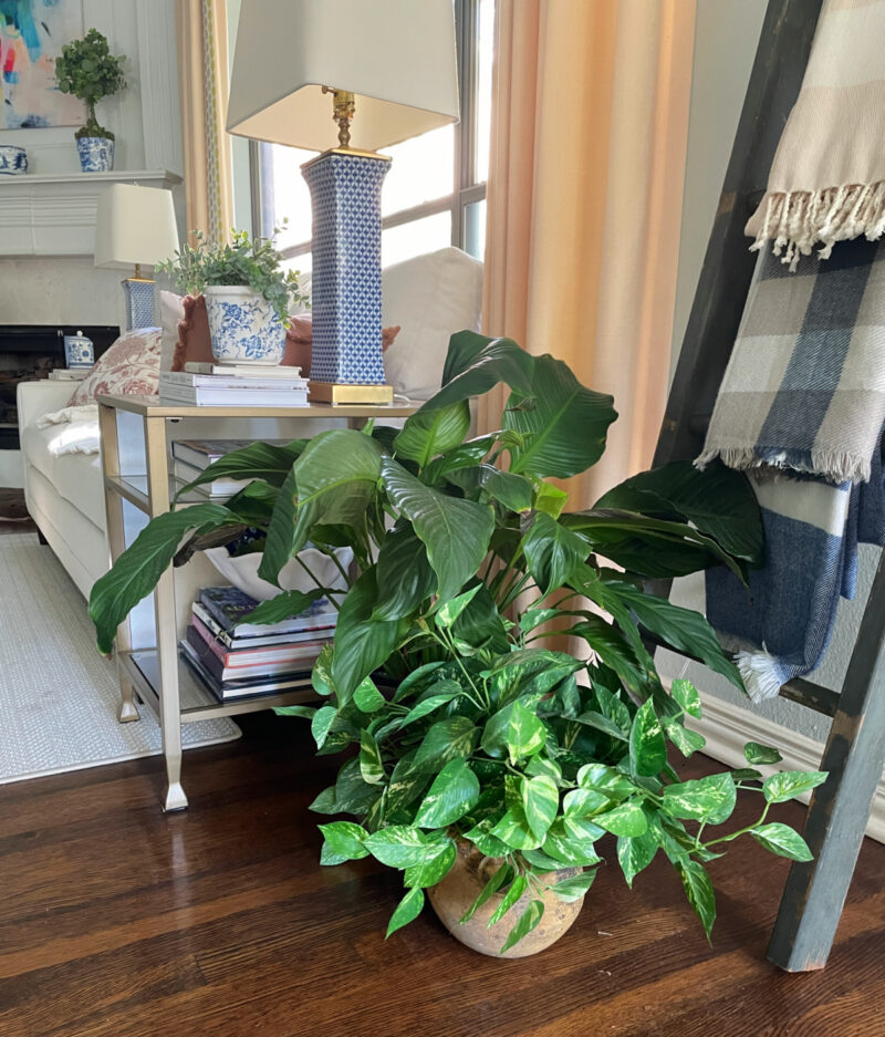 Spathyphilum and pothos plants on floor in living room