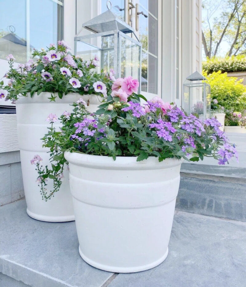 purple flowers in white planters on front porch