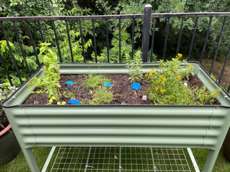 herbs planted in elevated garden bed