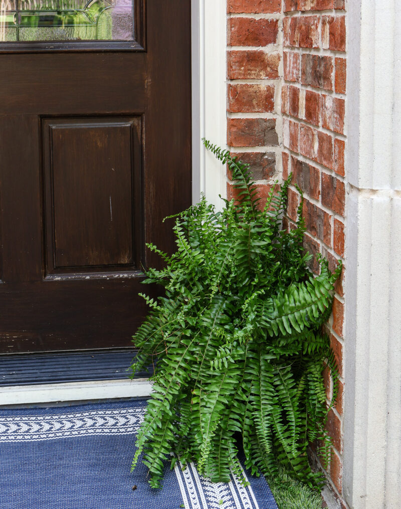 Boston fern on spring front door vignette