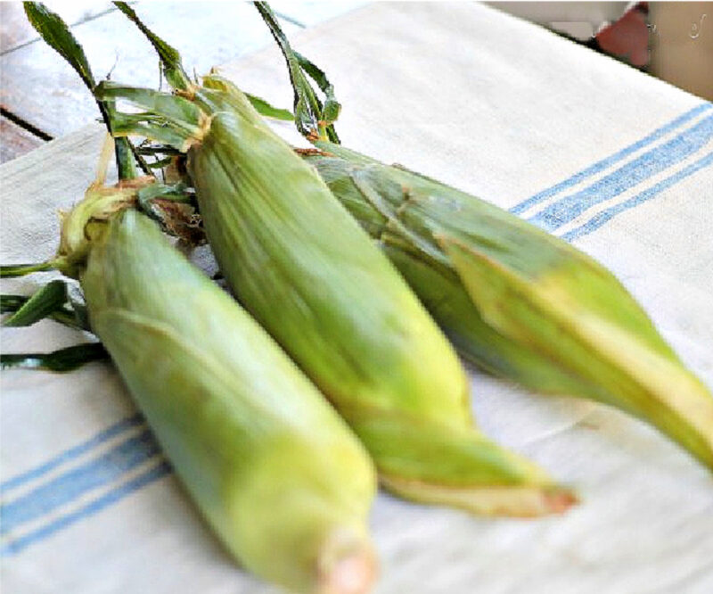 ears of corn in husks on a dishtowel